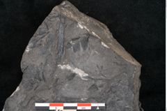 Foto (Detailansicht) von Asplenium hochstetteri Unger (NHMW-GEO-2024-0188-10305)